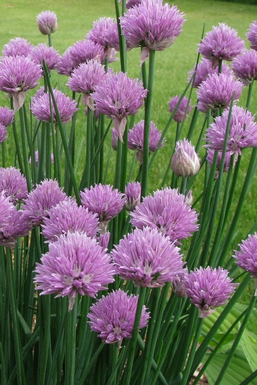  Chives Plant (Allium Schoenoprasum) - 5 Pack Of Quart Pots