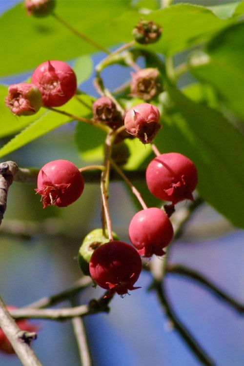  Downy Serviceberry Tree (Amelanchier Arborea) - 1 Gallon Pot