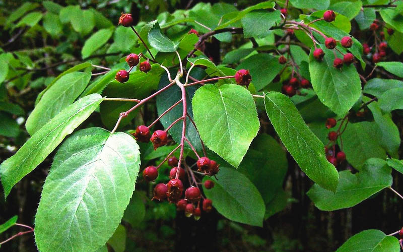  Downy Serviceberry Tree (Amelanchier Arborea) - 3 Gallon Pot