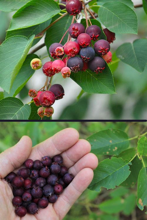  Downy Serviceberry Tree (Amelanchier Arborea) - 3 Gallon Pot
