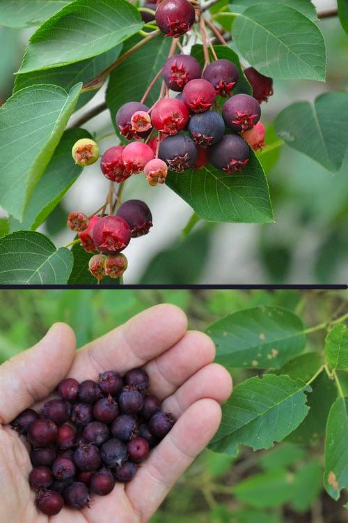  Downy Serviceberry Tree (Amelanchier Arborea) - 1 Gallon Pot