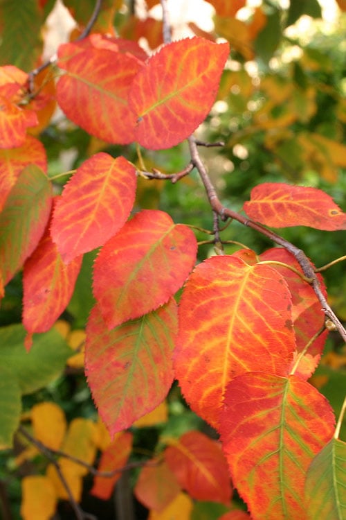  Downy Serviceberry Tree (Amelanchier Arborea) - 3 Gallon Pot