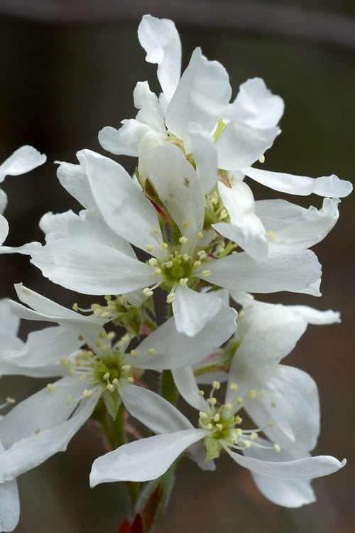  Downy Serviceberry Tree (Amelanchier Arborea) - 3 Gallon Pot