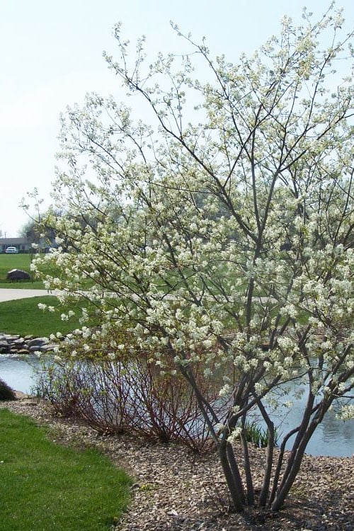  Downy Serviceberry Tree (Amelanchier Arborea) - 1 Gallon Pot