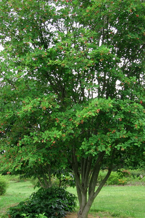  Downy Serviceberry Tree (Amelanchier Arborea) - 3 Gallon Pot