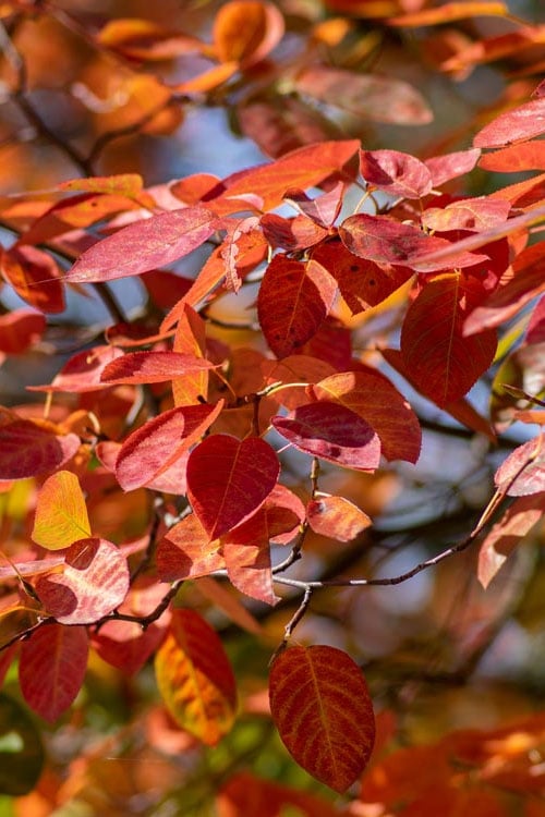  Autumn Brilliance Serviceberry Tree - 1 Gallon Pot