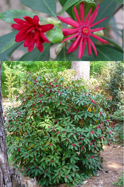  Florida Anise - Illicium Floridanum - 7 Gallon Pot 