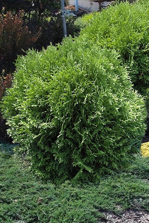  Tom Thumb Dwarf Globe Arborvitae - 1 Gallon Pot