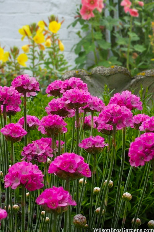  Splendens Sea Thrift (Armeria Maritima) - 5 Pack Of Quart Pots