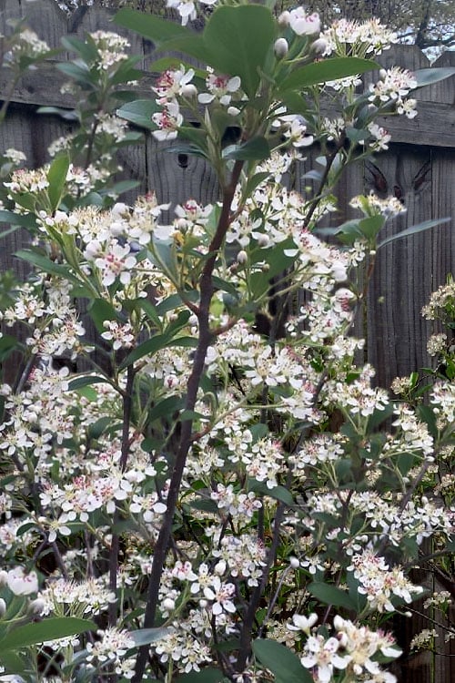  Brilliantissima Aronia (Red Chokeberry) - 3 Gallon Pot