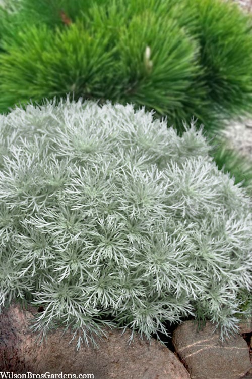  Silver Mound Artemisia - 1 Gallon Pot