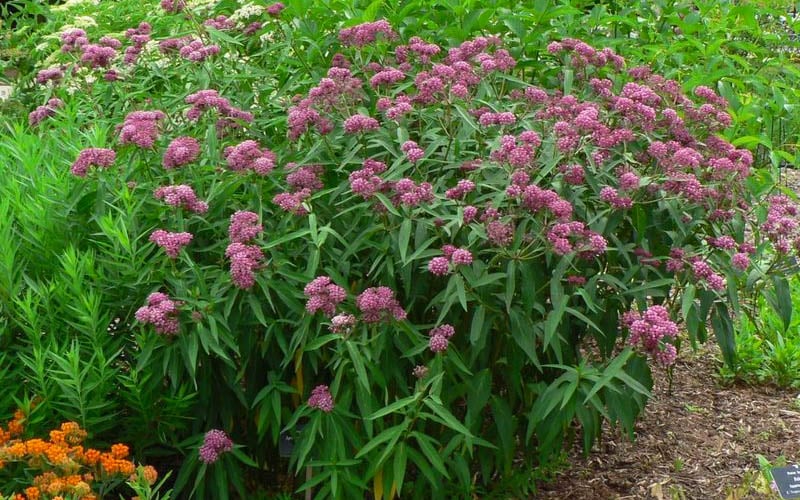  Cinderella Swamp Milkweed (Asclepias Incarnata) - 1 Gallon Pot