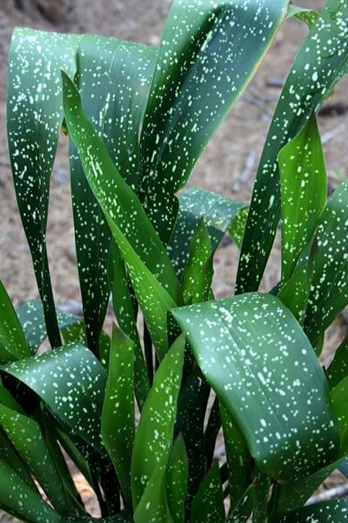  Spek-tacular Cast Iron Plant - 3 Gallon Pot