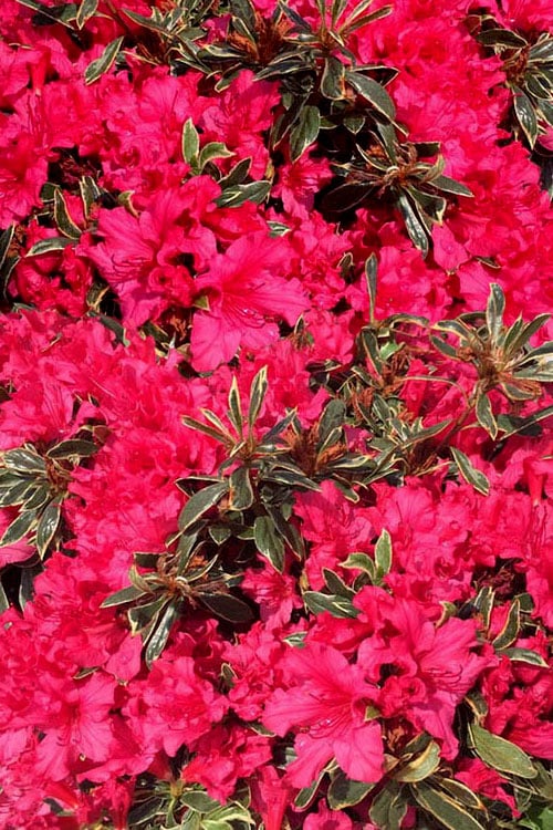  Arctic Rose Azalea - 3 Gallon Pot
