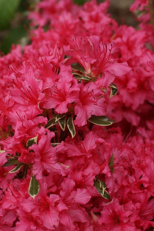  Arctic Rose Azalea - 3 Gallon Pot