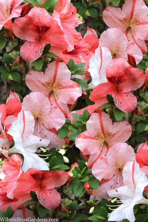  Astronaut Azalea - 1 Gallon Pot