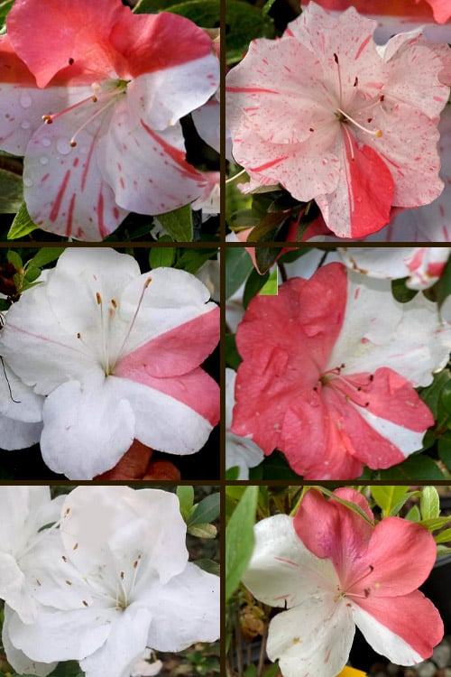  Astronaut Azalea - 1 Gallon Pot