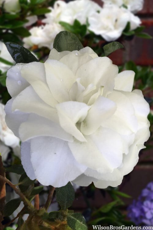  Snowball Bloom 'N Again Azalea - 2 Gallon Pot