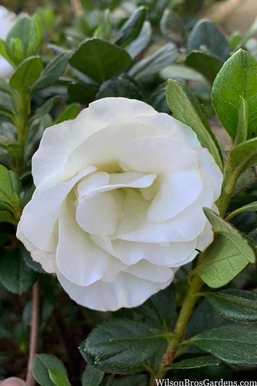  Snowball Bloom 'N Again Azalea - 2 Gallon Pot
