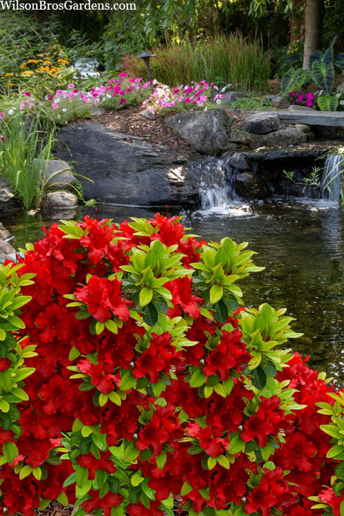  Buccaneer Red Azalea (Glenn Dale Hydrid) - 2 Gallon Pot