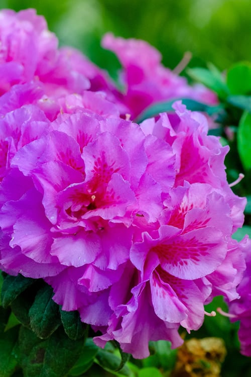  Autumn Majesty Encore Azalea - 3 Gallon Pot