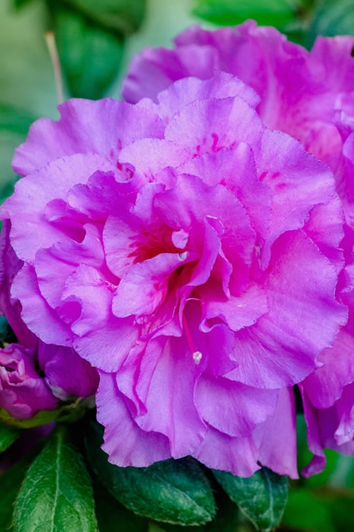  Autumn Majesty Encore Azalea - 3 Gallon Pot