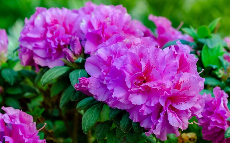  Autumn Majesty Encore Azalea - 3 Gallon Pot