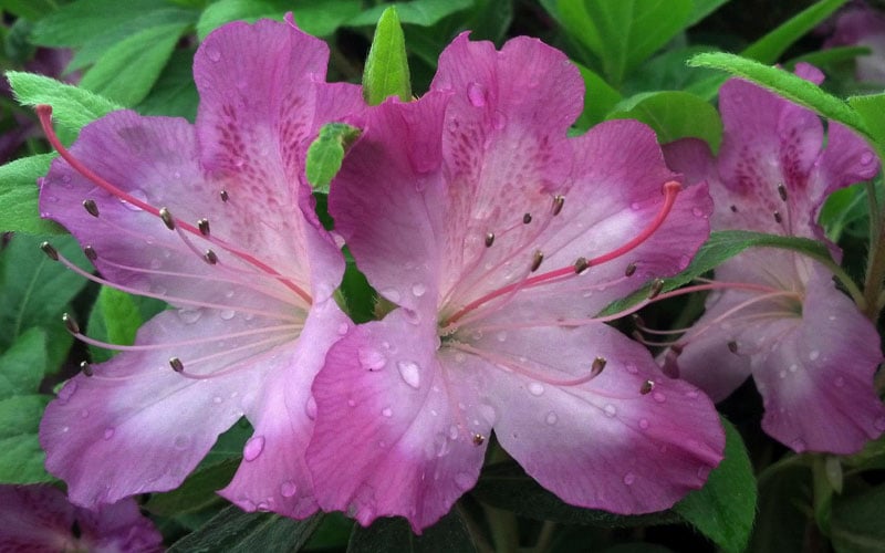  Fawn Azalea - 2 Gallon Pot