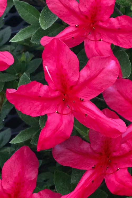  Gloria Deep Pink Sawada Azalea - 6 Pack Of 1 Gallon Pots