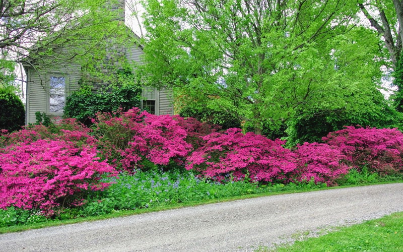  Gloria Deep Pink Sawada Azalea - 6 Pack Of 1 Gallon Pots