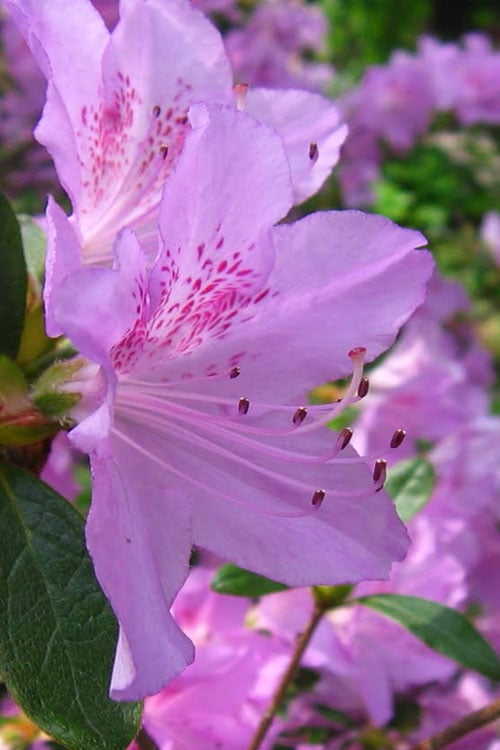  Gulf Pride Fragrant Southern Indica Azalea - 6 Pack Of 1 Gallon Pots