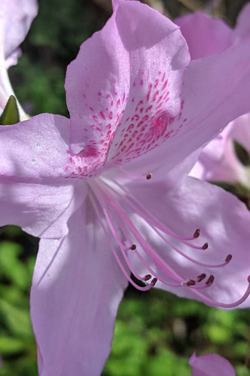  Gulf Pride Fragrant Southern Indica Azalea - 3 Gallon Pot