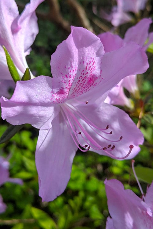  Gulf Pride Fragrant Southern Indica Azalea - 3 Gallon Pot