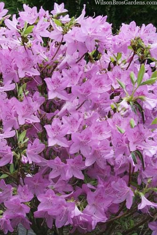  Gulf Pride Fragrant Southern Indica Azalea - 3 Gallon Pot