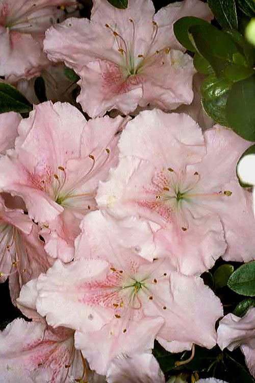  Gwenda Azalea (Robin Hill Hybrid) - 1 Gallon Pot