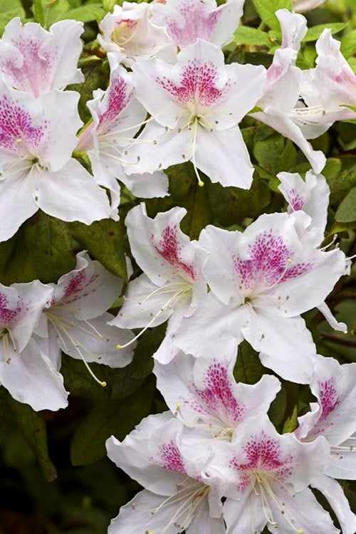  Joga Satsuki Azalea - 3 Gallon Pot 