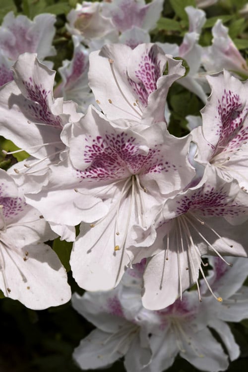  Joga Satsuki Azalea - 3 Gallon Pot 