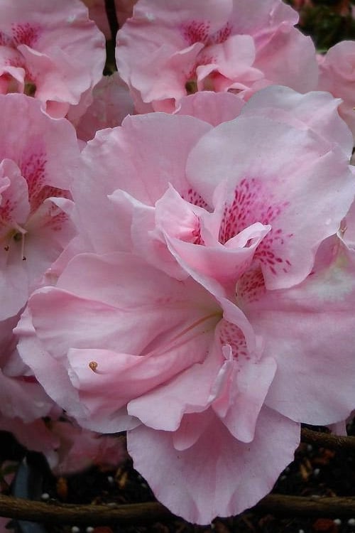  Nancy Of Robin Hill Azalea - 2 Gallon Pot