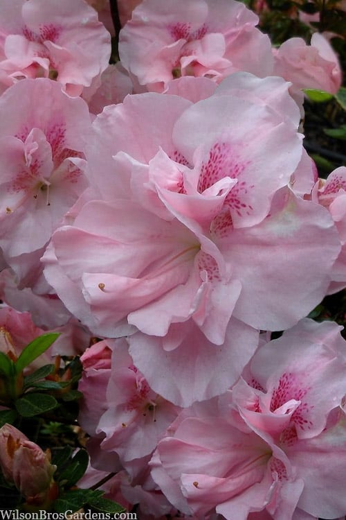  Nancy Of Robin Hill Azalea - 2 Gallon Pot