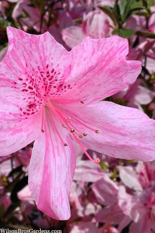  Northlake Beauty Azalea - 3 Gallon Pot