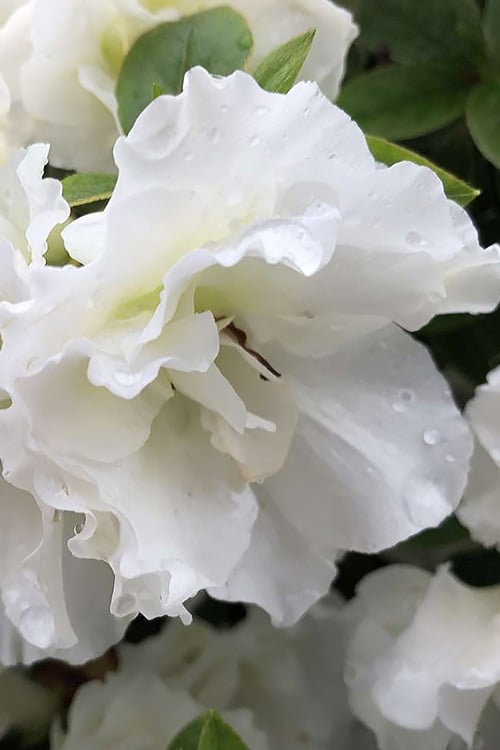  Perfecto Mundo Double White Reblooming Azalea - 3 Gallon Pot