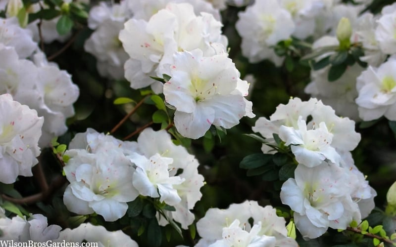  Perfecto Mundo Double White Reblooming Azalea - 3 Gallon Pot