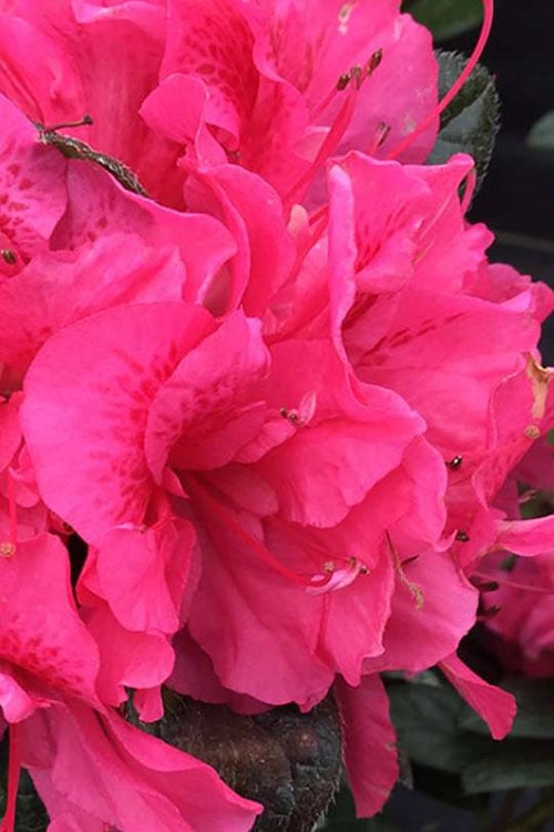  Perfecto Mundo Double Dark Pink Reblooming Azalea - 2 Gallon Pot 