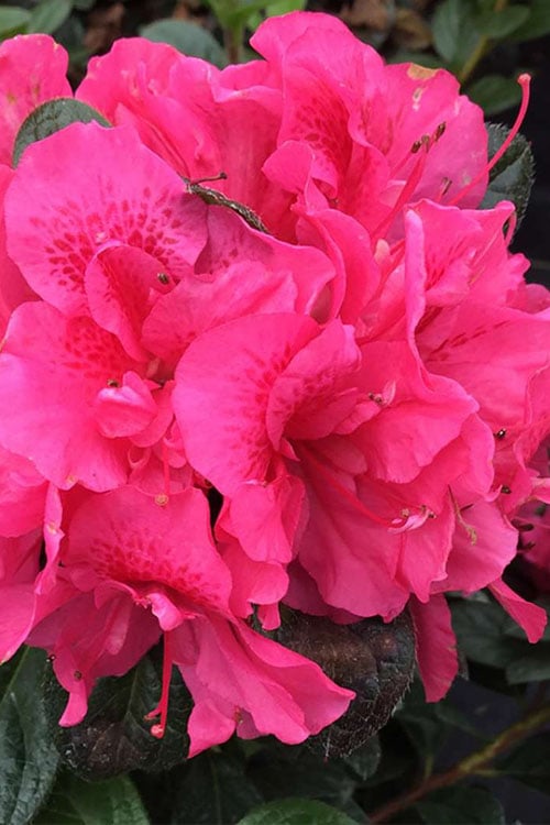 Perfecto Mundo Double Dark Pink Reblooming Azalea - 2 Gallon Pot 