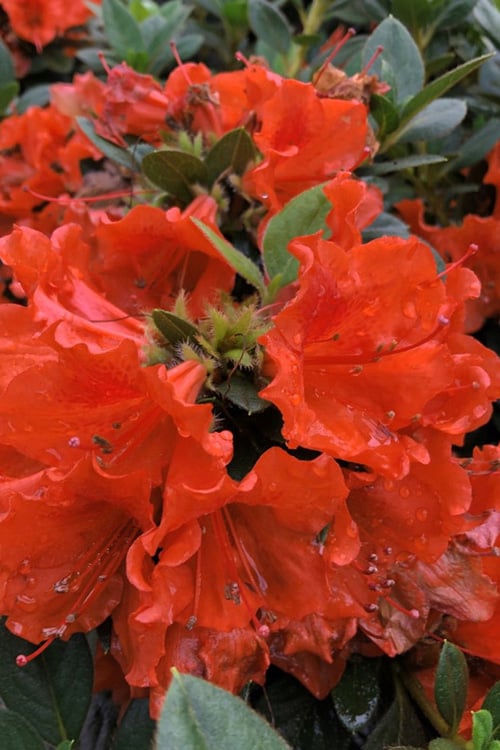  Perfecto Mundo Orange Azalea - 3 Gallon Pot