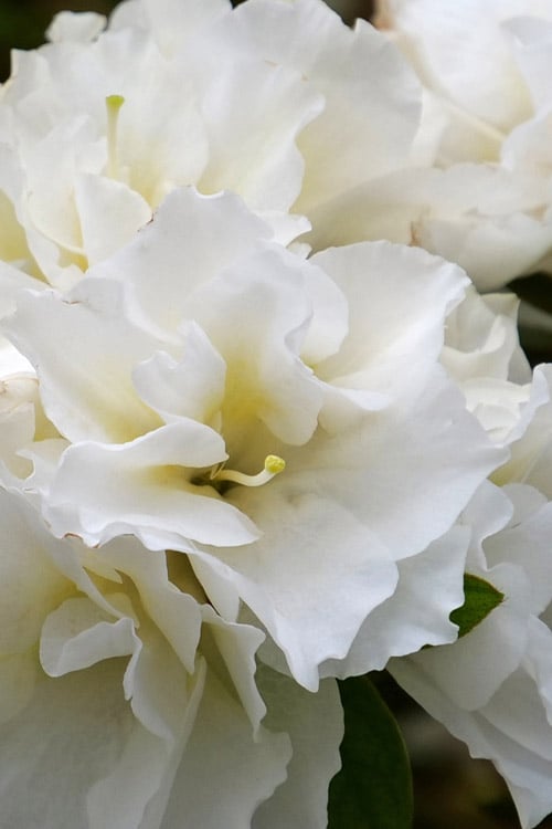  Perfecto Mundo Double White Reblooming Azalea - 3 Gallon Pot