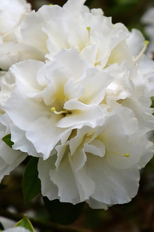  Perfecto Mundo Double White Reblooming Azalea - 3 Gallon Pot