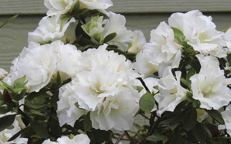  Perfecto Mundo Double White Reblooming Azalea - 3 Gallon Pot