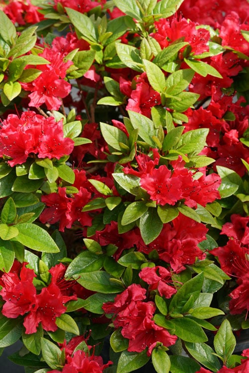  Perfecto Mundo Red Reblooming Azalea - 3 Gallon Pot