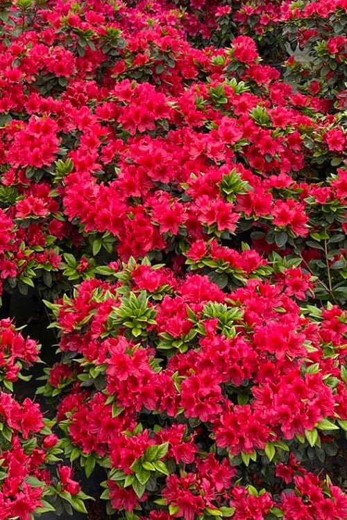  Perfecto Mundo Red Reblooming Azalea - 2 Gallon Pot